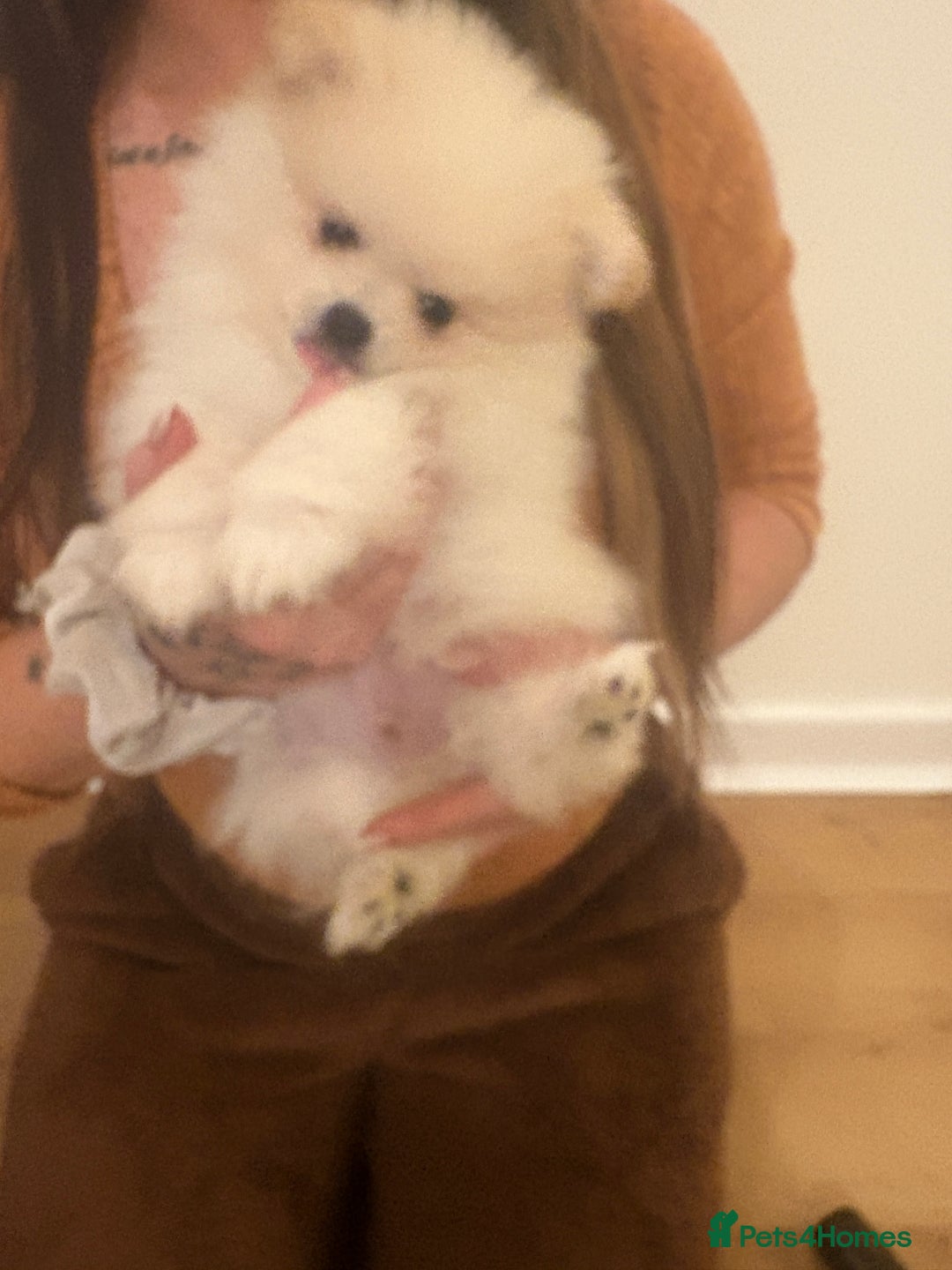 Pomeranian dogs for sale: Ready now***tiny teddy faced Pomeranian baby’s.  - Advert 22