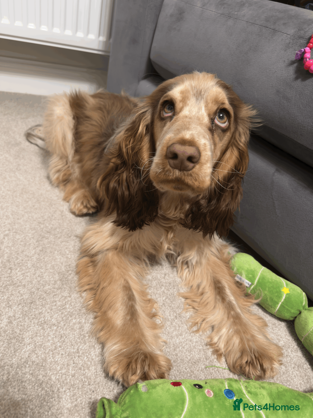 Cocker Spaniel dogs for sale: Beautiful show Kc cocker spaniel girl - Advert 5