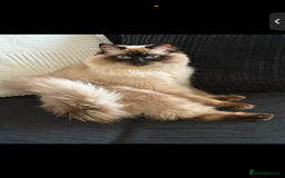 Ragdoll cats for sale: Beautiful purebred Ragdoll kittens  - Image 10