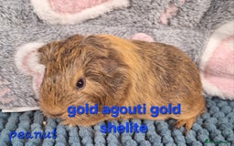 Guinea Pig rodents for sale: Baby sheltie and texel Guinea pig boys in Saltburn-by-the-Sea - Image 13
