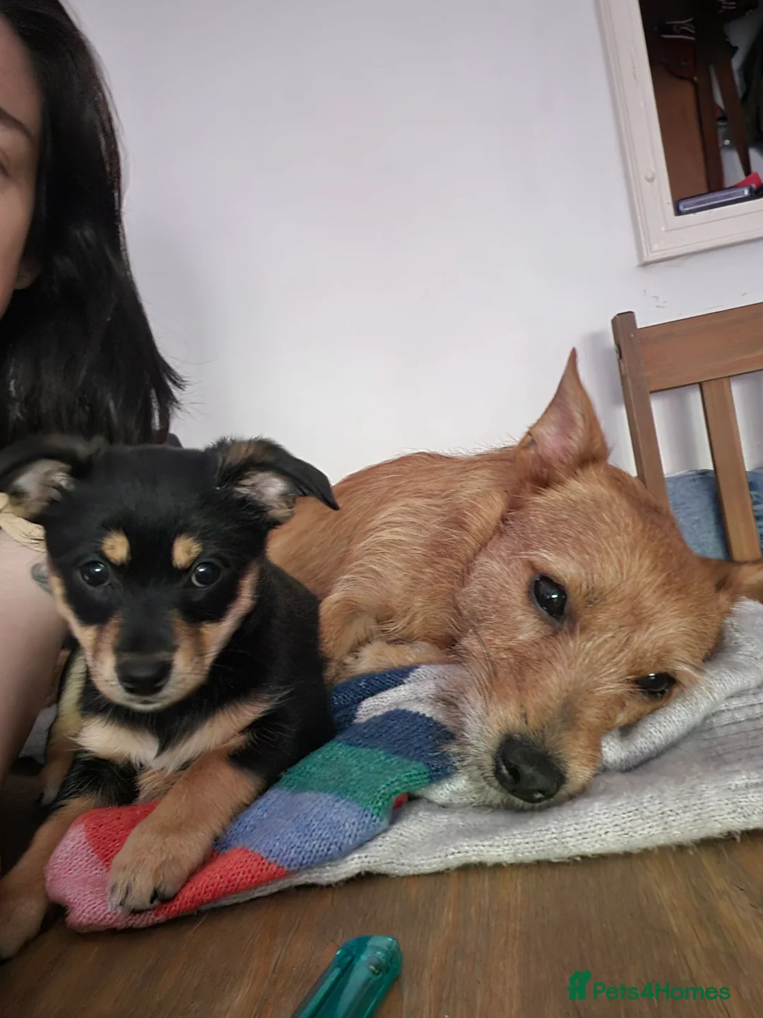 Jack Chi dogs for sale: Jack chi cross terrior  - Advert 2