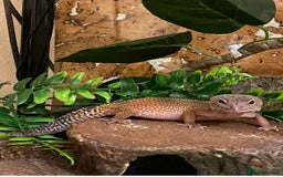 Leopard Gecko reptiles for sale: Leopard gecko with enclosure, everything she needs - Image 2