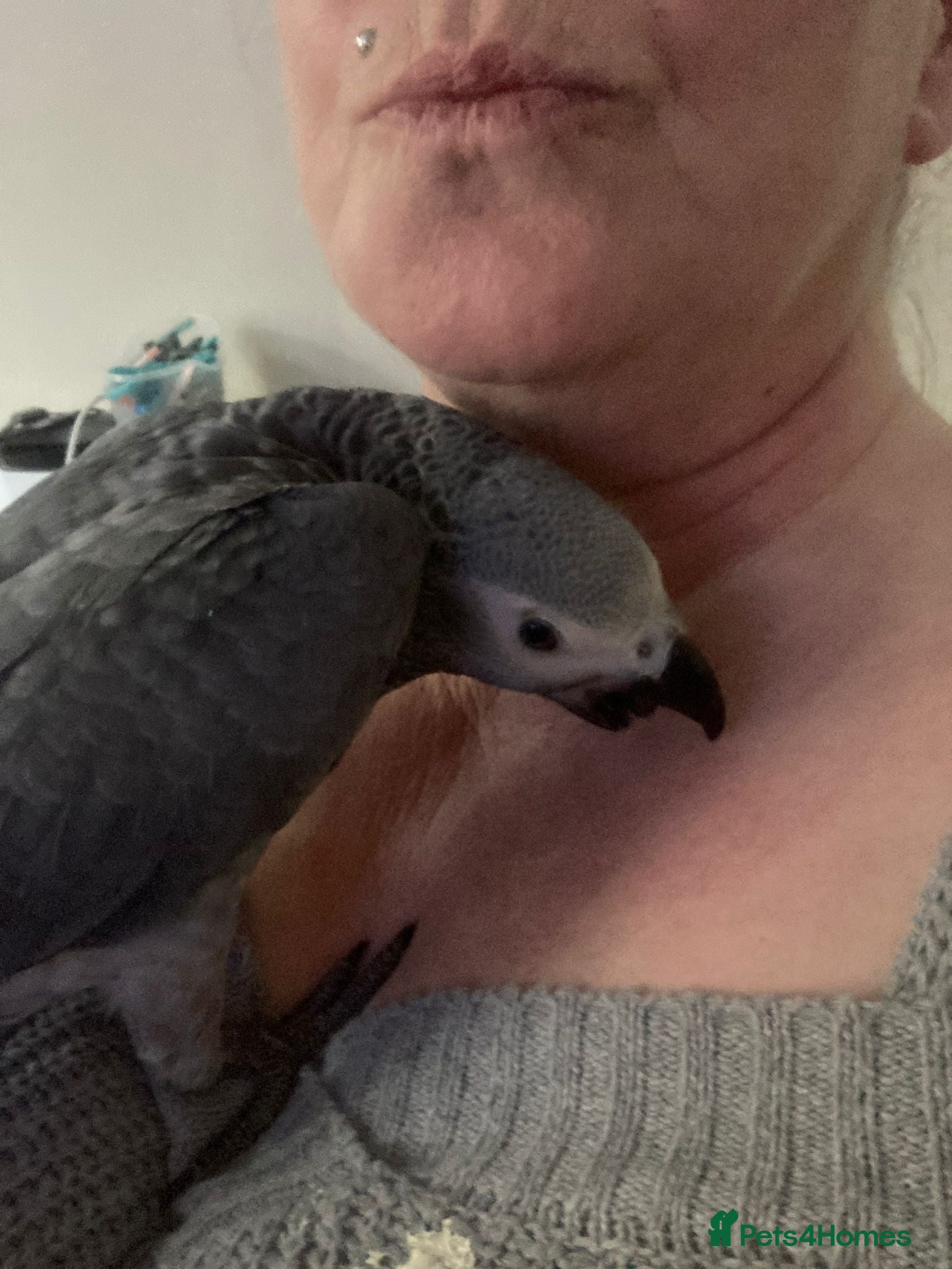 Parrots birds AFRICAN GREY - Advert 1