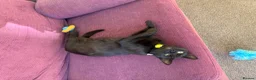 Mixed Breed cats for sale: Beautiful tabby and black kittens-  £150 ready now in Barnstaple - Advert 2