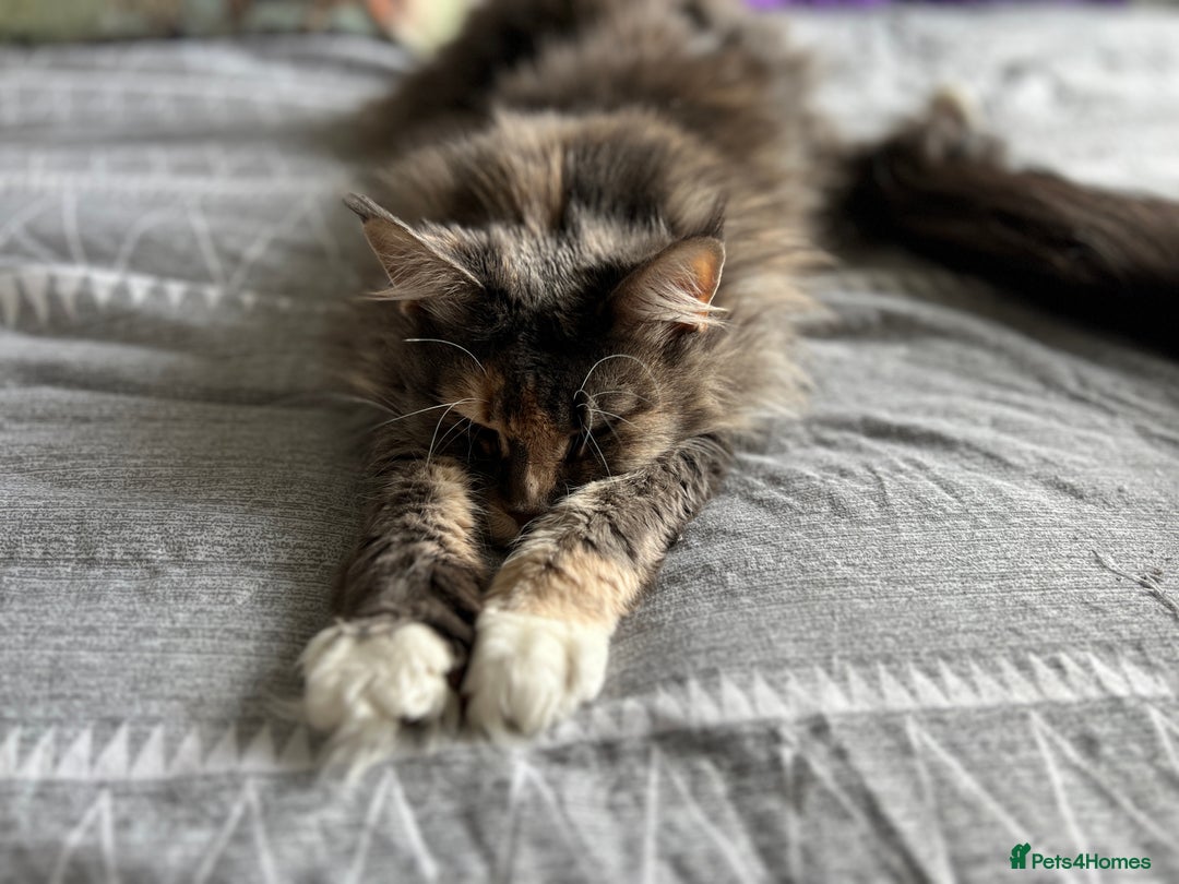 Maine Coon cats for sale: Pedigree registered female maine coon for sale - Advert 11