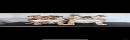 English Bulldog dogs for sale: English bulldog  - Advert 5