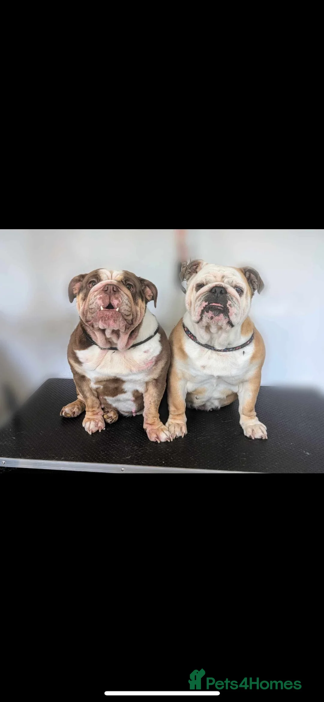 English Bulldog dogs for sale: English bulldog  - Advert 5