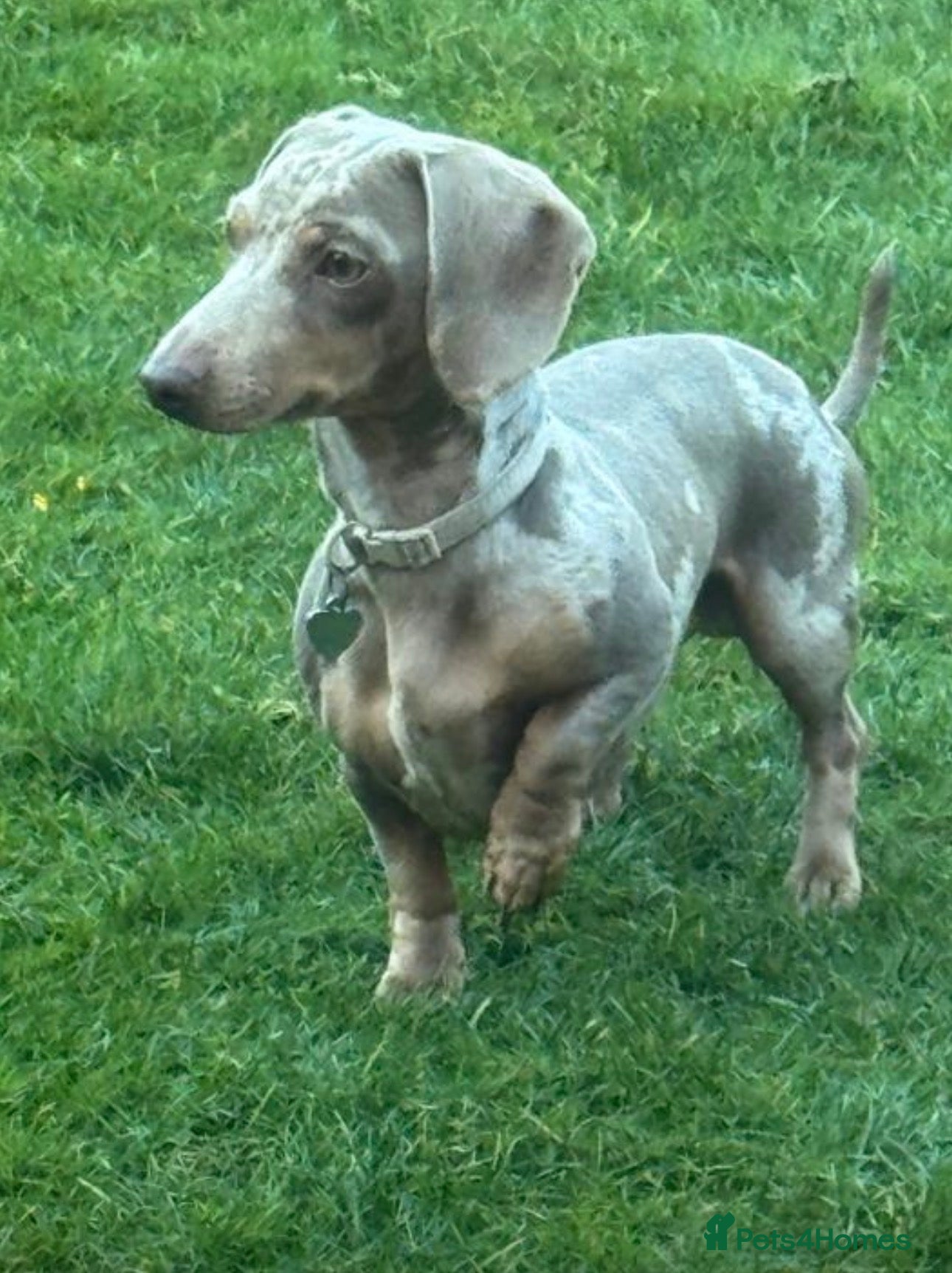 Dachshund dogs KC REGISTERED DAPPLE DACHSHUND FOR STUD - Advert 1