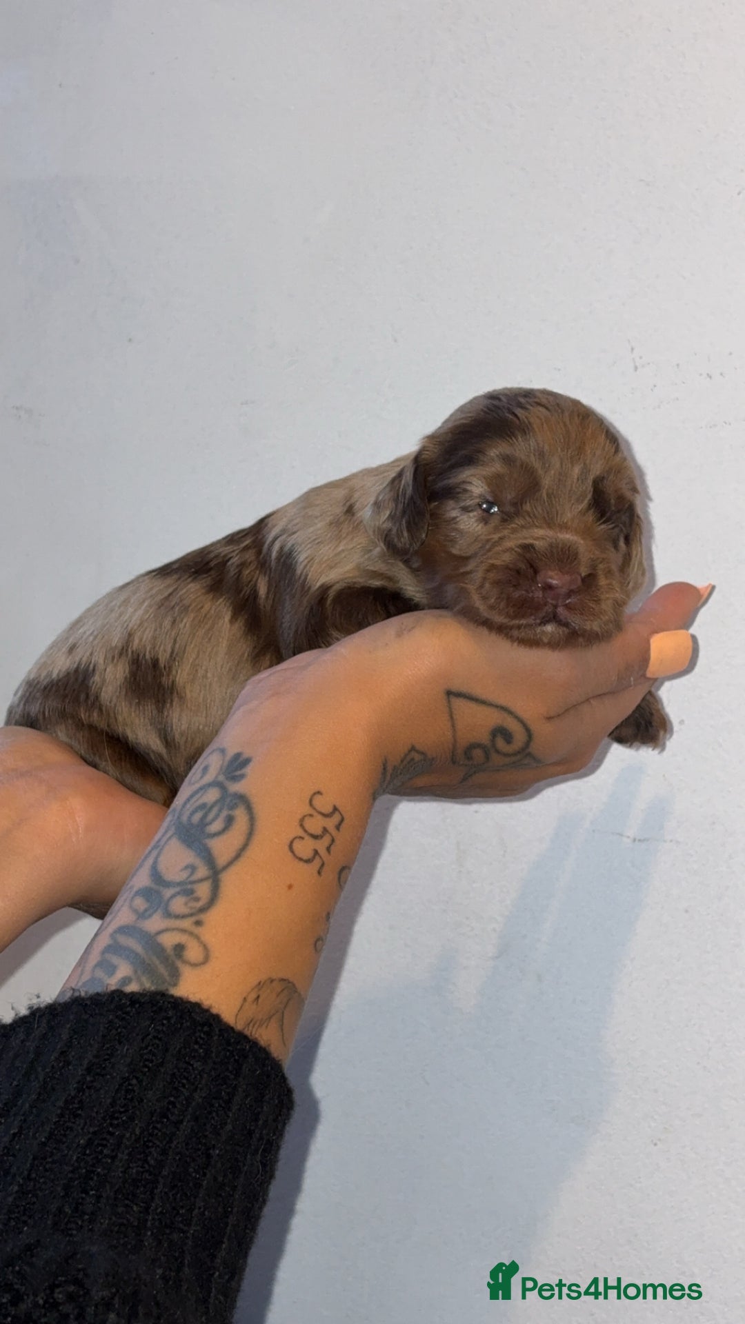 Sprocker dogs for sale: Beautiful Sprocker puppies - Image 16
