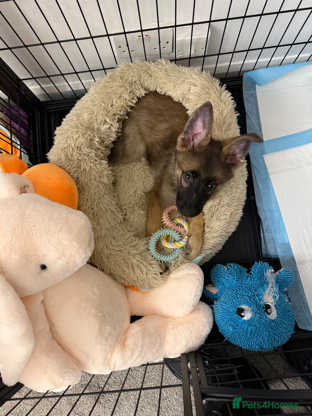 German Shepherd dogs for sale: German shepherd girl 3 months old in Wigan - Advert 3