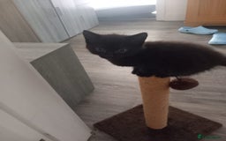 Mixed Breed cats for sale: 4 kittens for sale  - Image 10