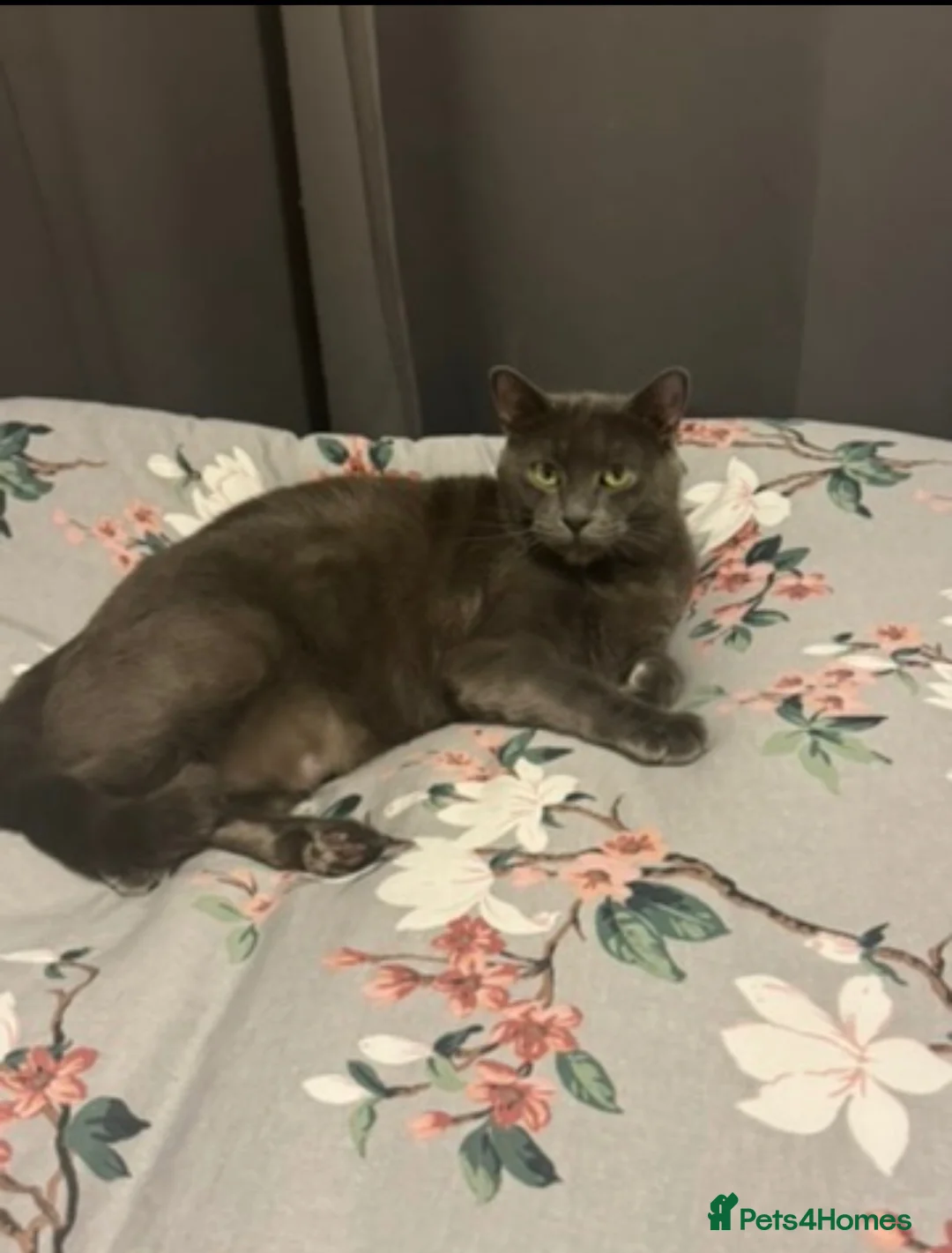 Mixed Breed cats for sale: Fluffy babies  - Advert 2