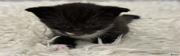 Mixed Breed cats for sale: 3 kittens adorable kitten for sale - Advert 5