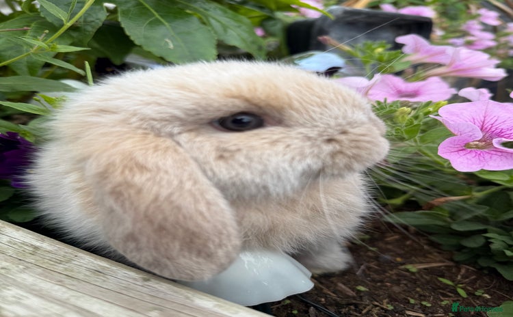 Mini Lop rabbits - Advert 2