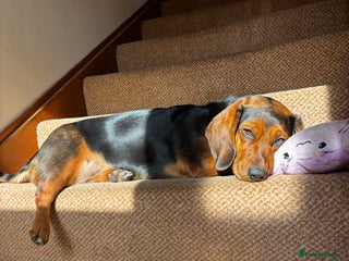 Mixed Breed dogs This is Luna - Advert 1