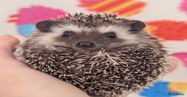Pygmy Hedgehog rodents - Advert 11