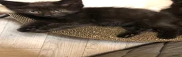 Russian Blue cats for sale: Russian blue/Norwegian forest mixed - Advert 26