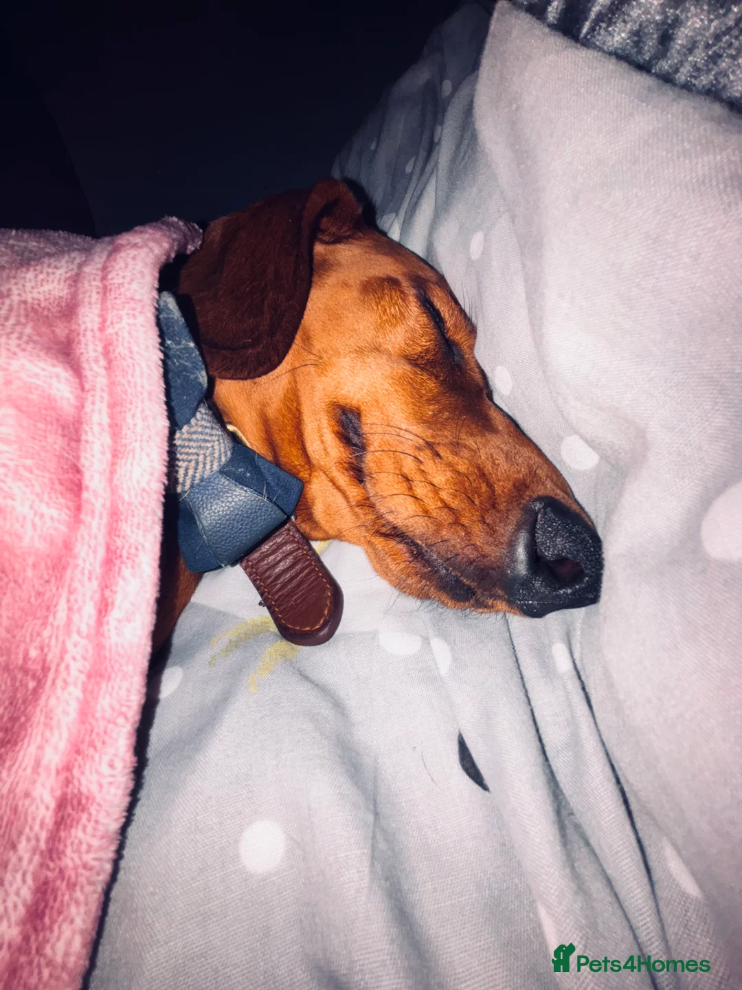 Dachshund dogs for sale: Red pedigree Dachshund  - Advert 7