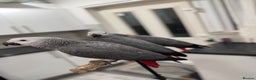 Parrots birds for sale: Super tame baby African greys available  - Advert 5