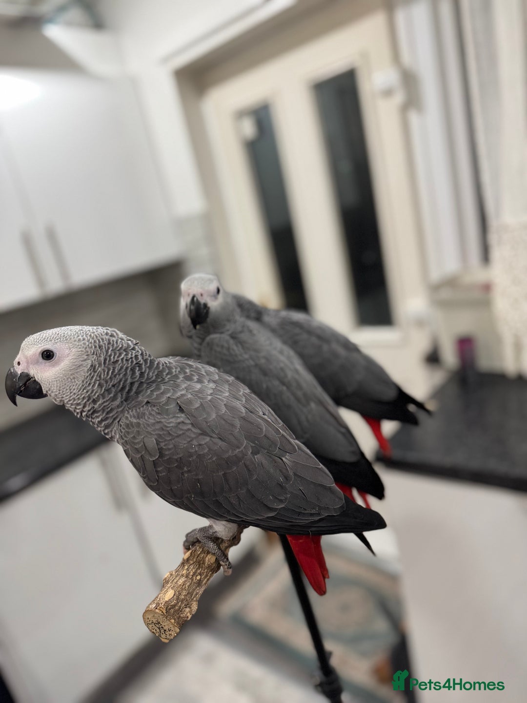 Parrots birds for sale: Super tame baby African greys available  - Advert 5