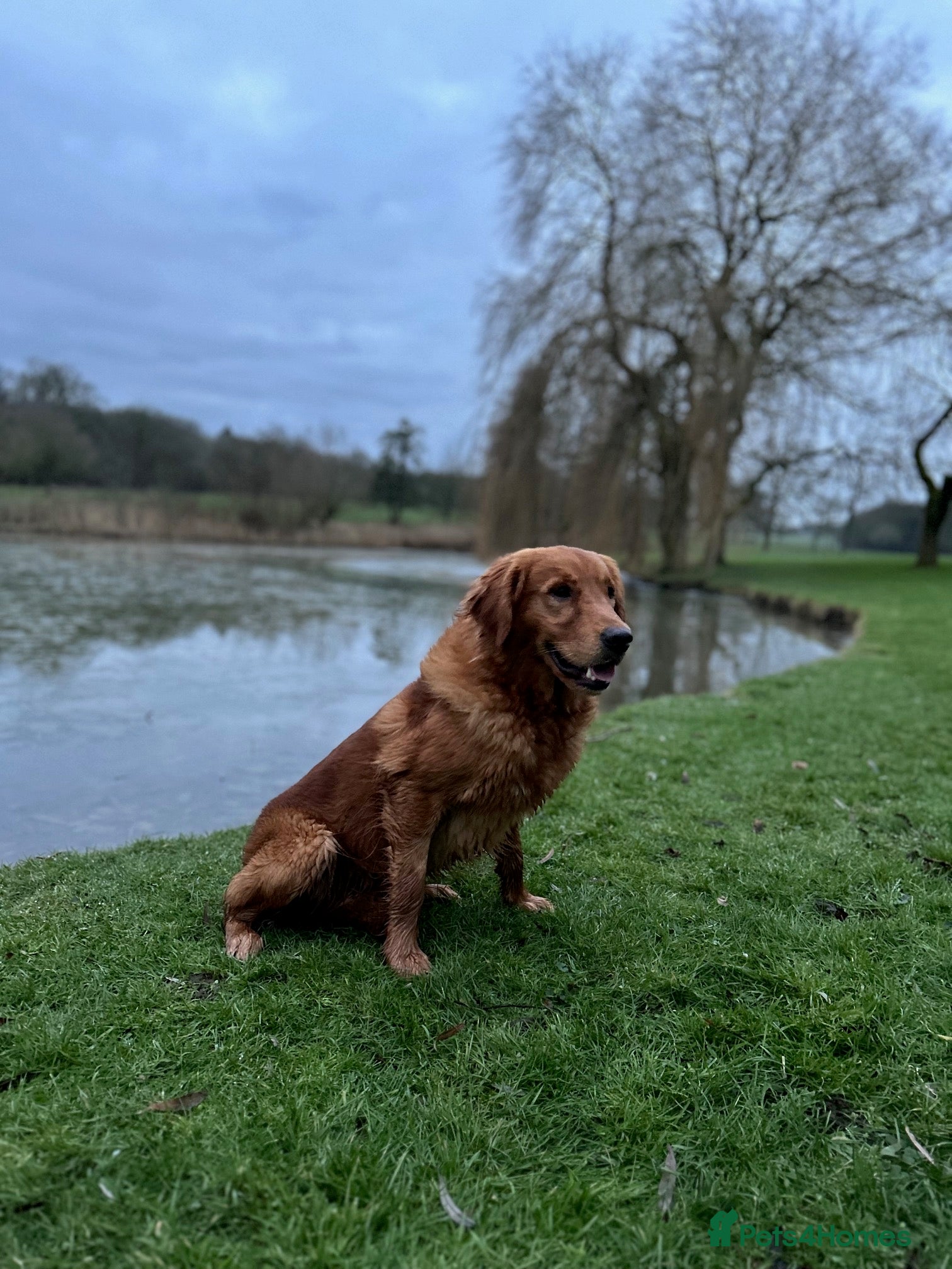 Golden Retriever dogs 0/0 Hips DNA Clear Handsome KC Reg Stud Dog in Newmarket - Advert 7