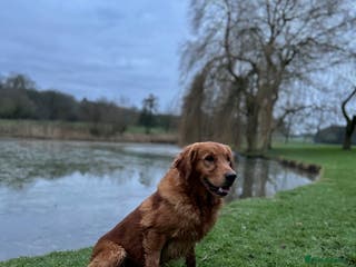 Golden Retriever dogs 0/0 Hips DNA Clear Handsome KC Reg Stud Dog in Newmarket - Advert 17