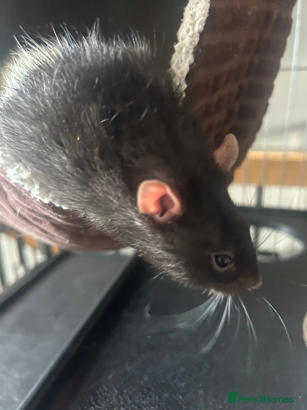 Rat rodents for sale: 2 x Male Rats and House - 9months old brothers - Advert 16