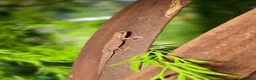 Gecko reptiles for sale: White line & mourning geckos available  - Advert 2