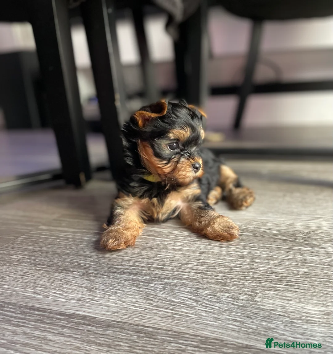 Yorkshire Terrier dogs for sale: only one girl left pure breed yorkshire terrier  - Advert 1