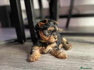 Yorkshire Terrier dogs only one girl left pure breed yorkshire terrier - Advert 7