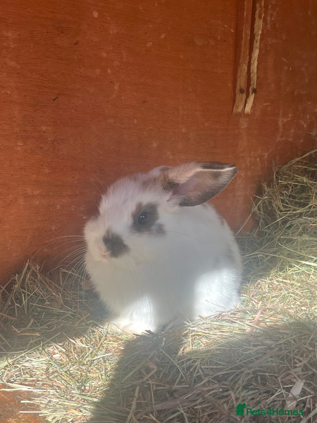 Mini Lop rabbits for sale: Mini lop baby bunnies  - Image 3