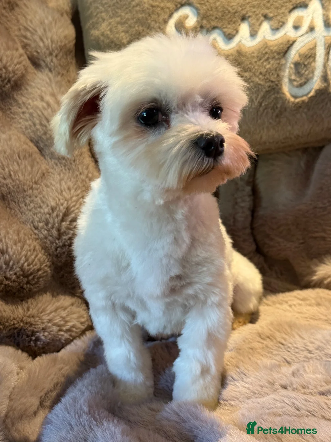 Maltese dogs for sale: Maltese Boy - Advert 10