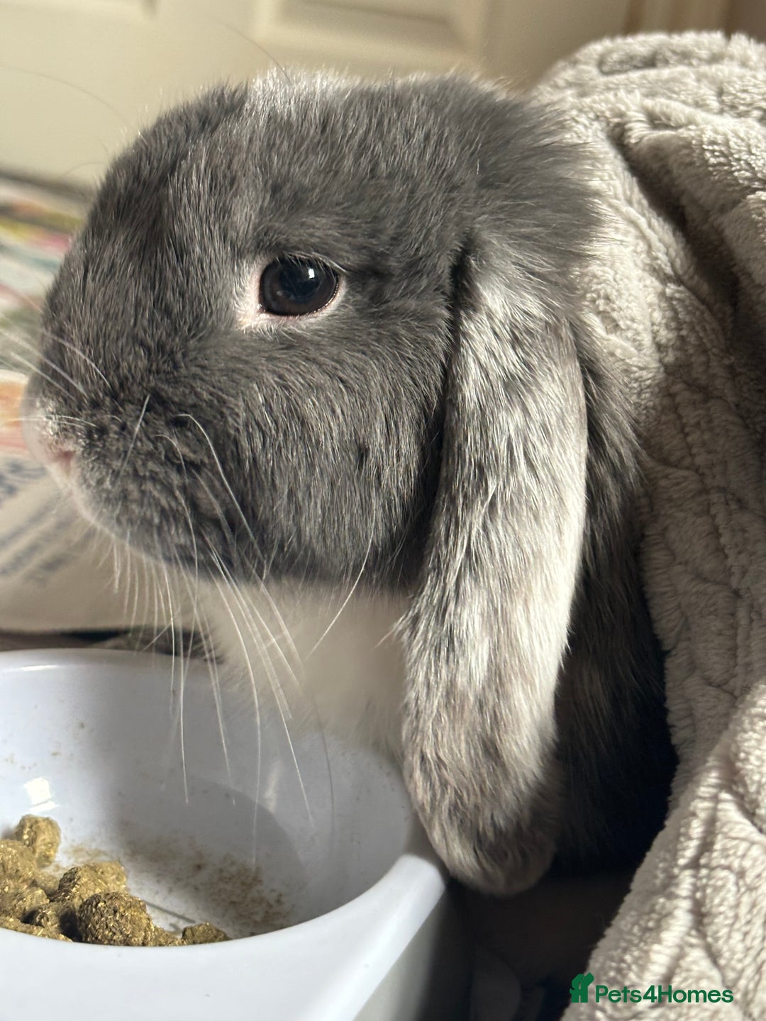 Mini Lop rabbits for sale: 1year old mini lop - Advert 4