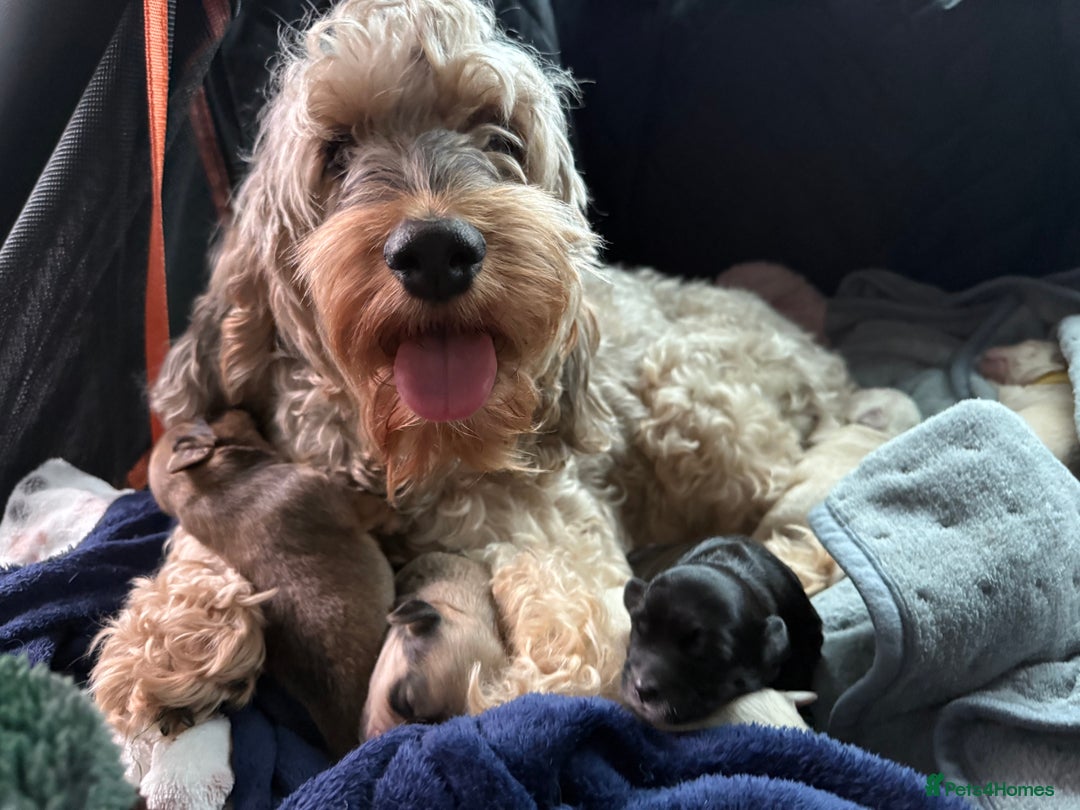 Mixed Breed dogs for sale: ✨Adorable Cockapompoo Puppies✨ - Advert 13