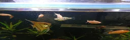Danios fish for sale: Various tropical fish  in Wirral - Advert 5
