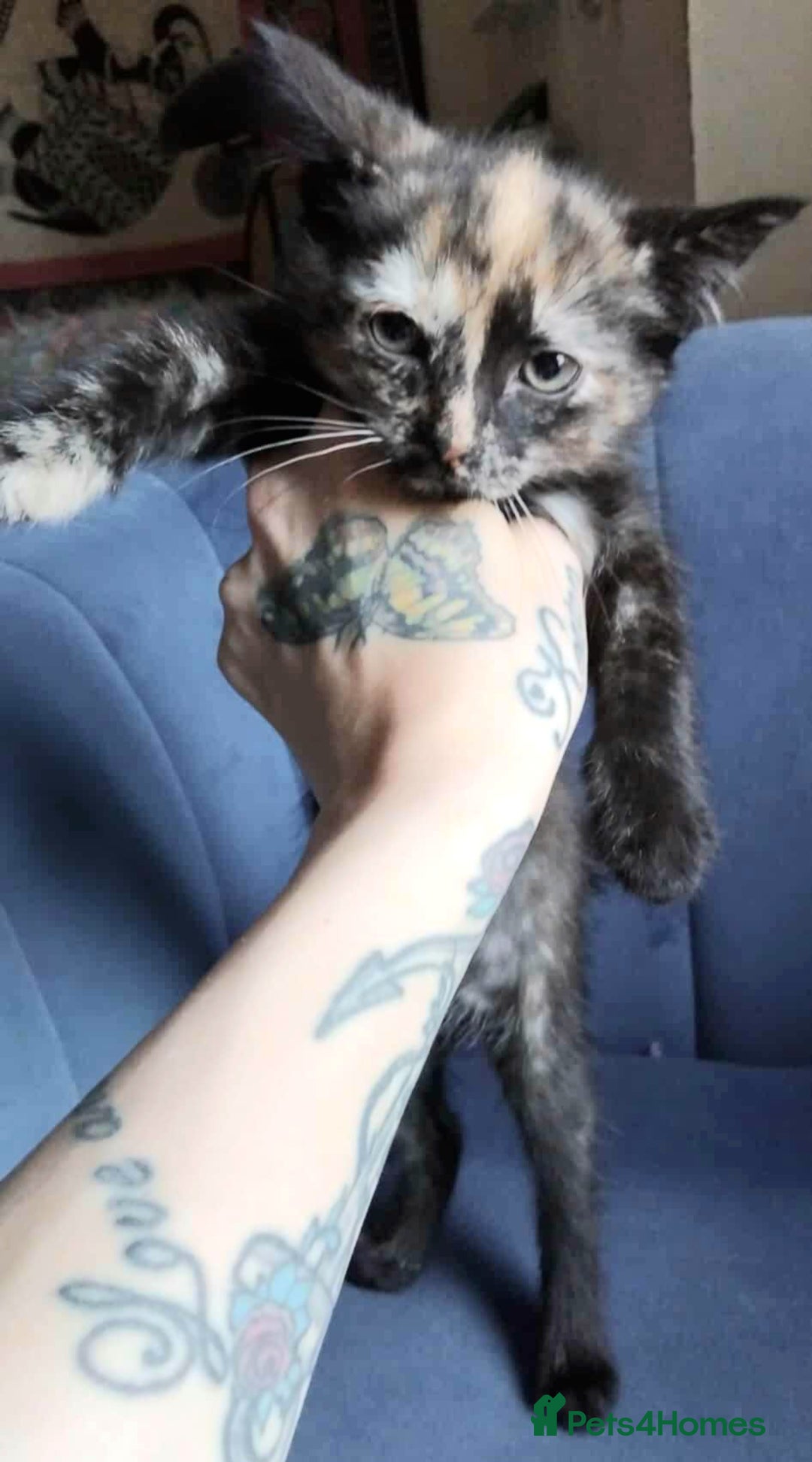 Domestic Shorthair cats for sale: 7 female kittens- 5 black and 1 ginger, one patchy - Image 2