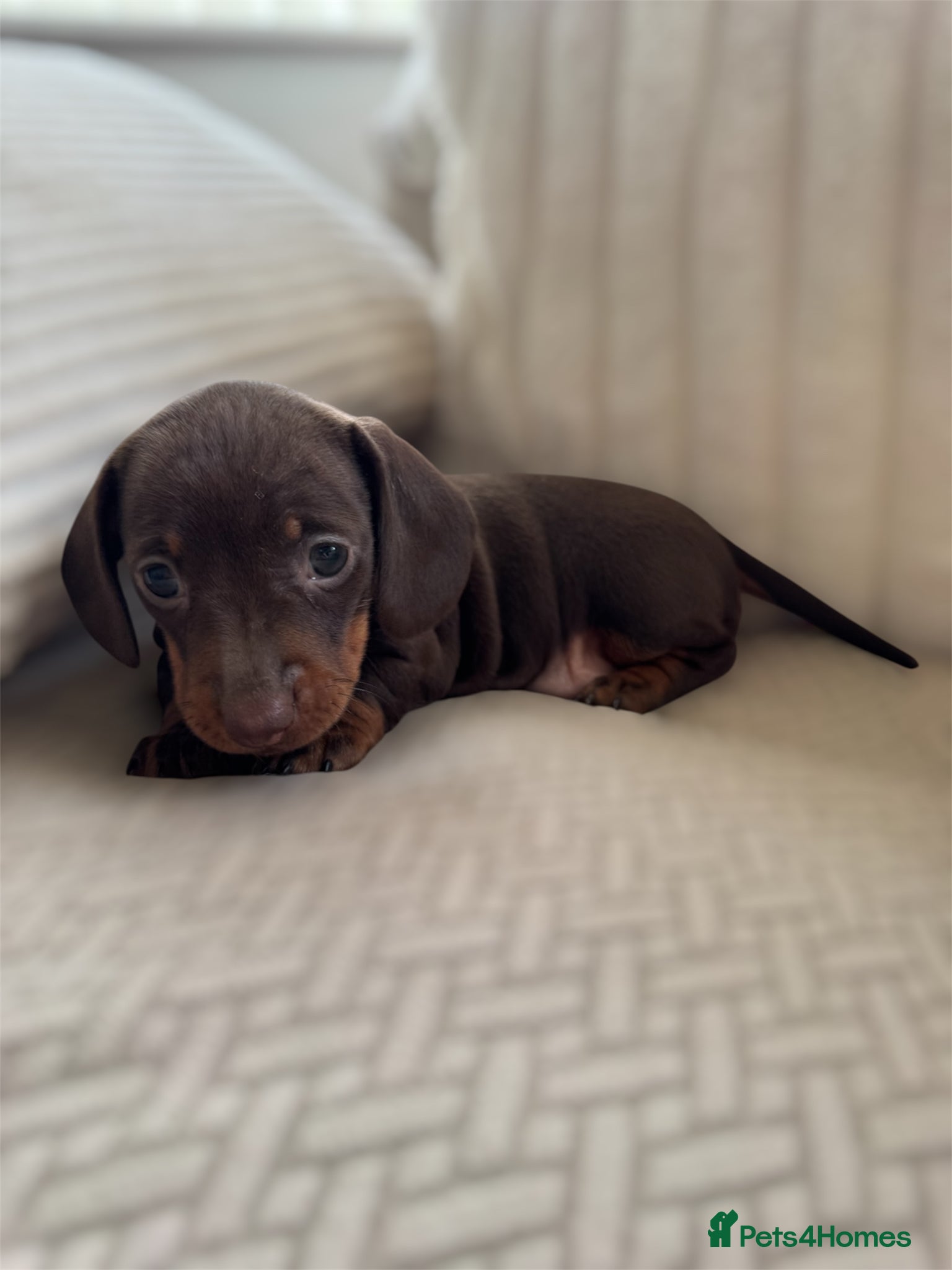 Miniature Dachshund dogs Stunning quality mini dachshund girls true to type - Advert 17
