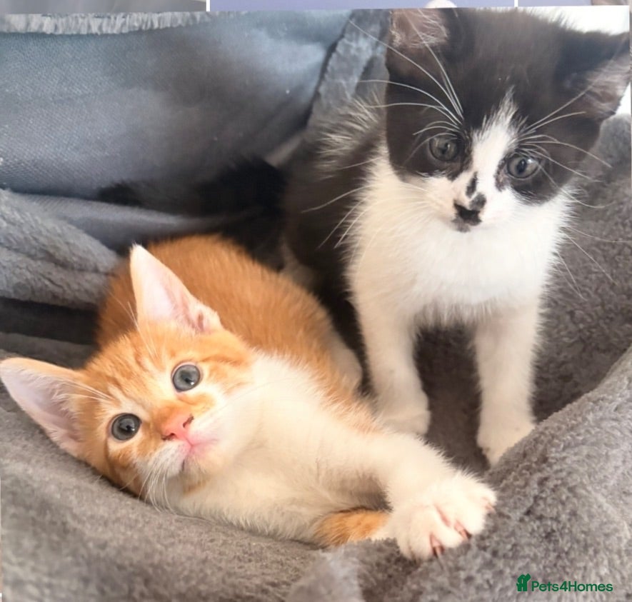 Mixed Breed cats 2 male kittens available now £100 - Advert 1