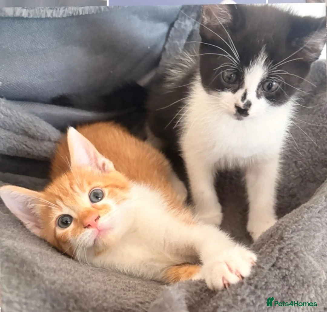 Mixed Breed cats for sale: 2 male kittens available now £100 - Advert 1
