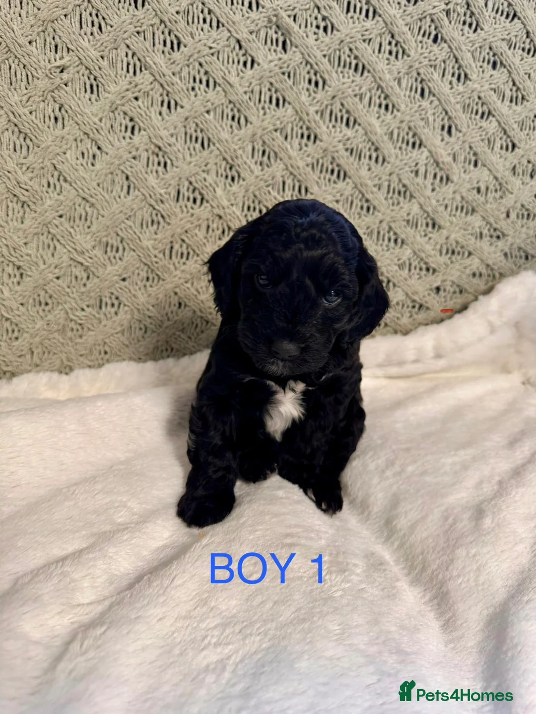 Cockapoo dogs for sale: Beautiful F2 Cockapoo Puppies - Advert 15