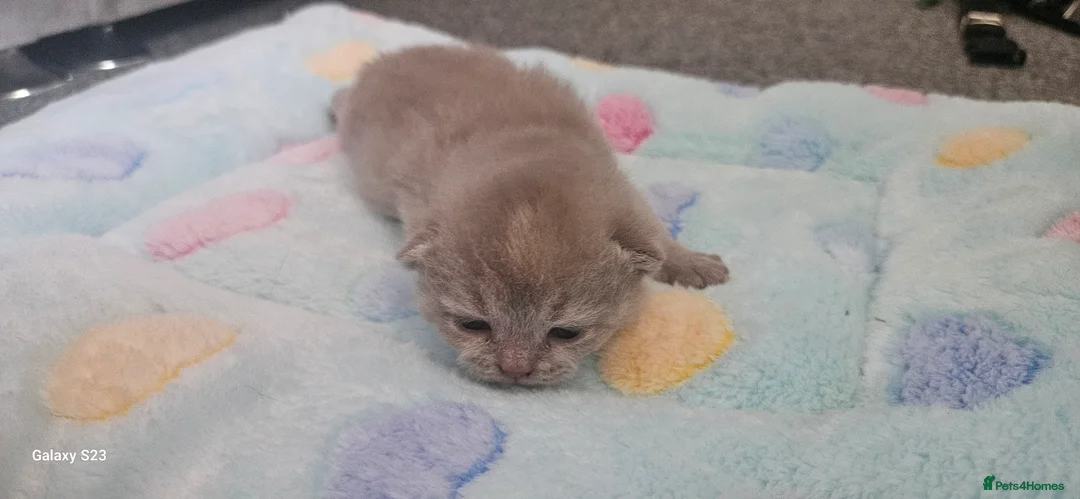 British Shorthair cats for sale:  British shorthair  - Advert 2