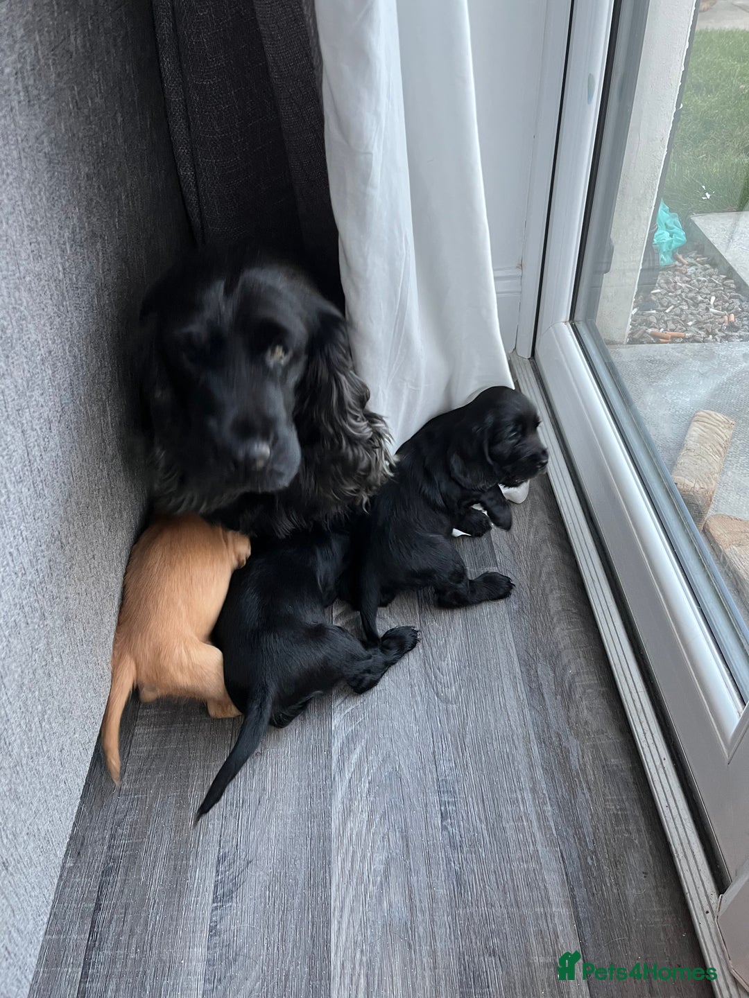 Cocker Spaniel dogs for sale: Solid black cocker spaniel puppies ready 10th Dec  - Image 1
