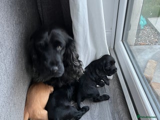 Cocker Spaniel dogs for sale - Advert 1