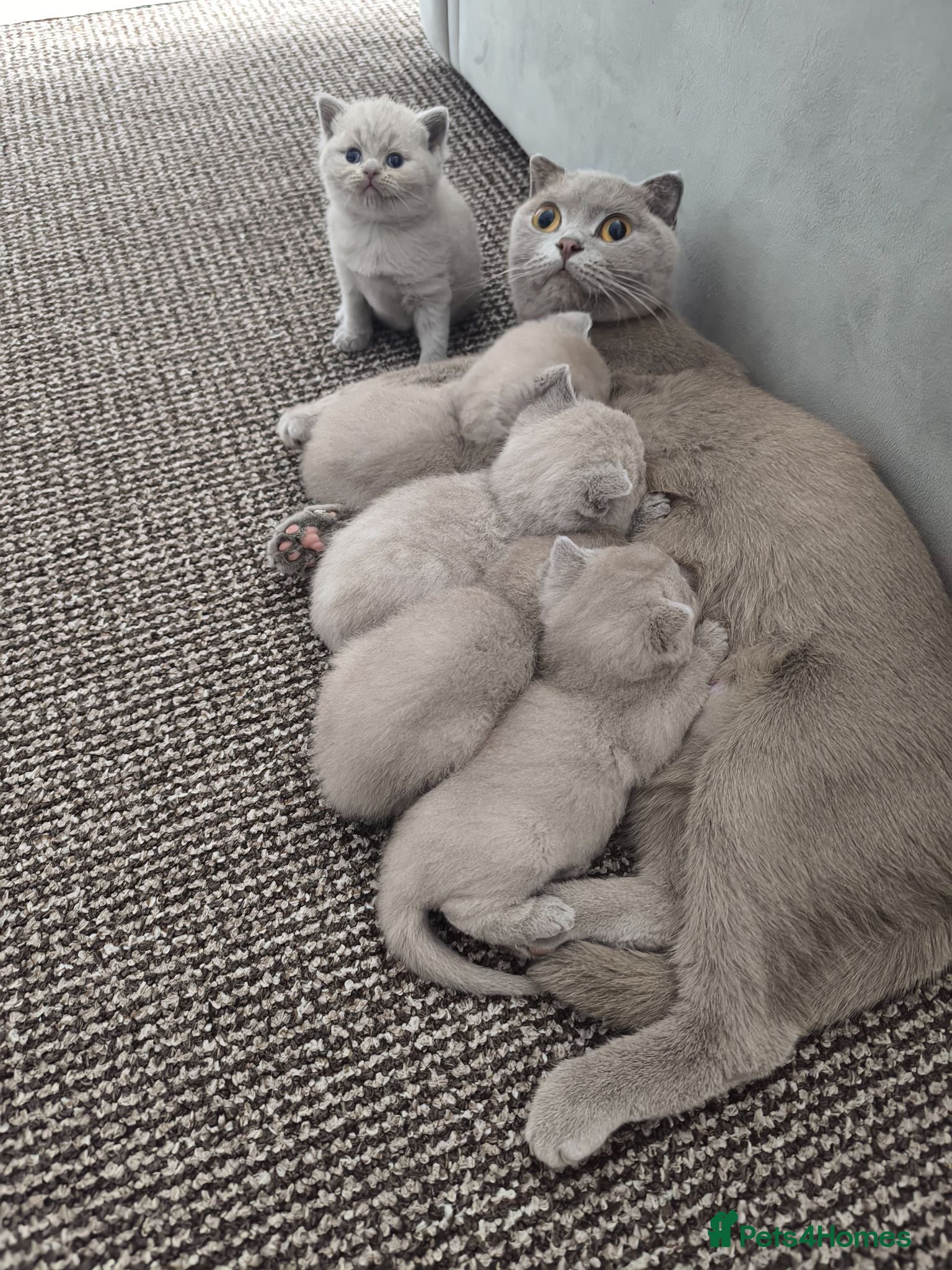 British Shorthair cats Stunning lilac kittens - Advert 4