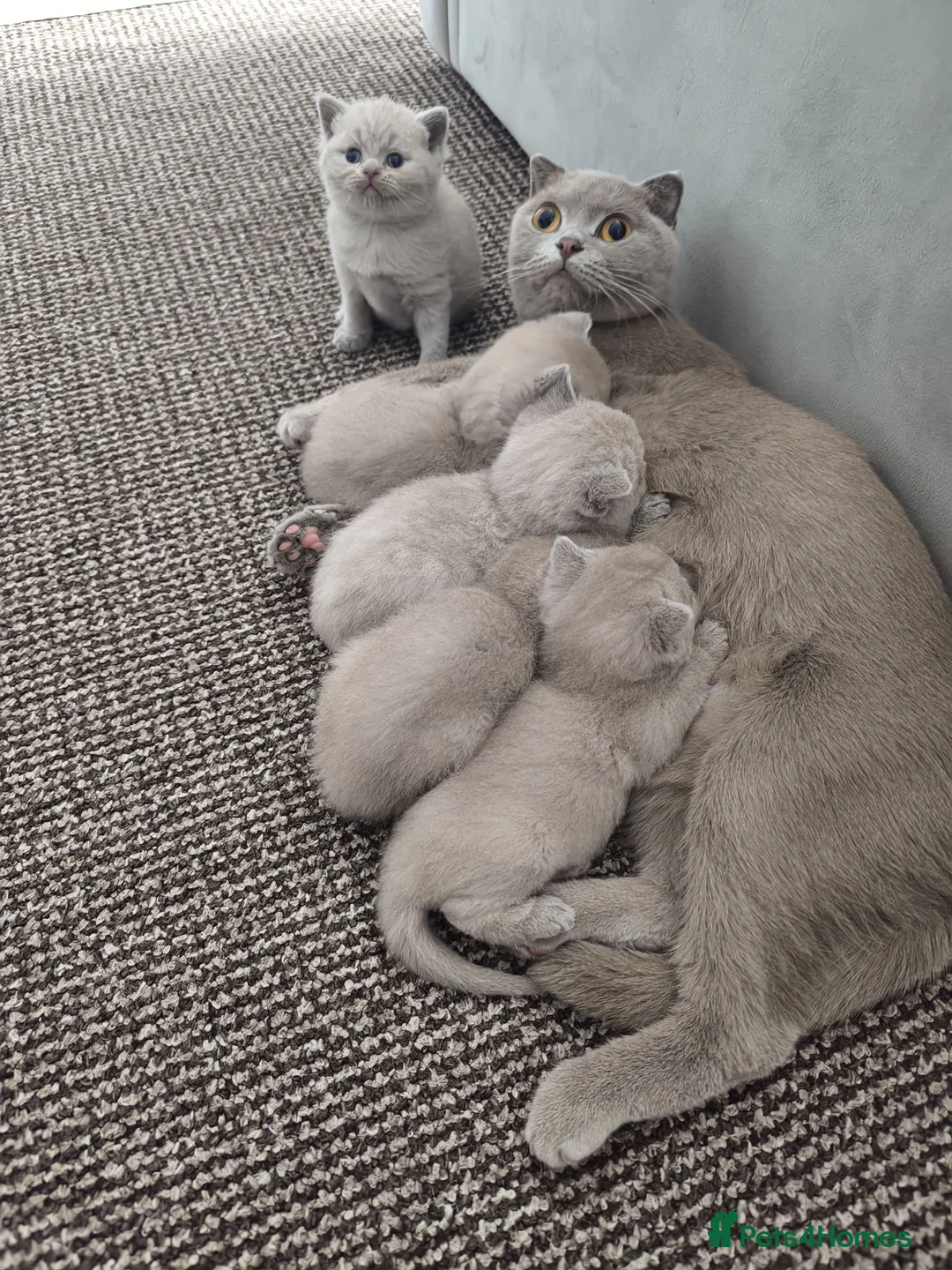 British Shorthair cats for sale: Stunning lilac kittens - Advert 1