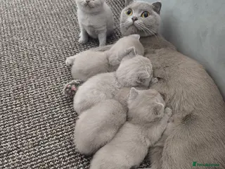British Shorthair cats Stunning lilac kittens - Advert 1