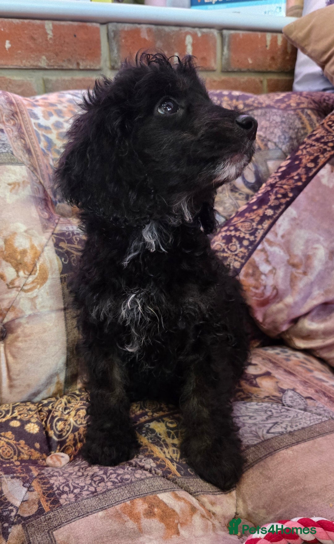 Cockapoo dogs for sale: Stunning mini cockapoo dna checked puppies - Advert 16