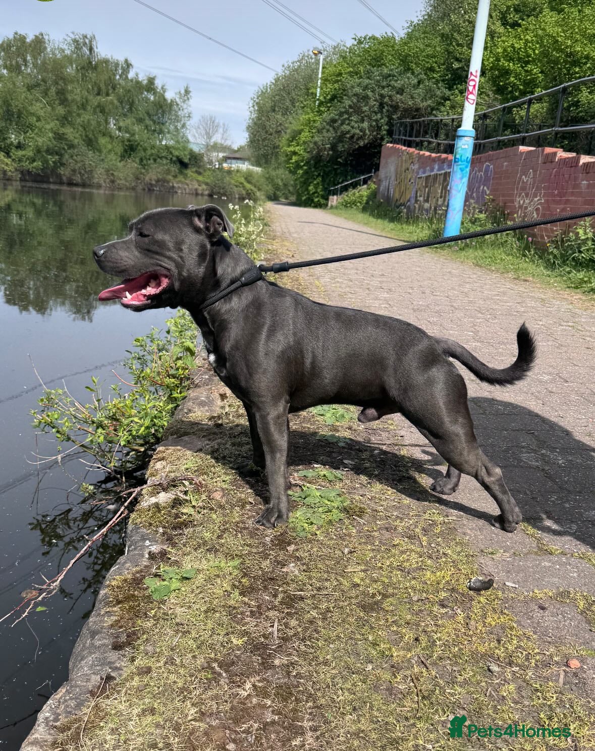 Staffordshire Bull Terrier dogs Proven Stud Dog Blue Staffordshire Bull Terrier  - Advert 3