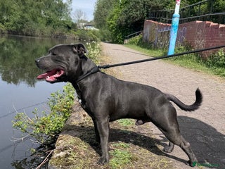 Staffordshire Bull Terrier dogs Proven Stud Dog Blue Staffordshire Bull Terrier - Advert 3