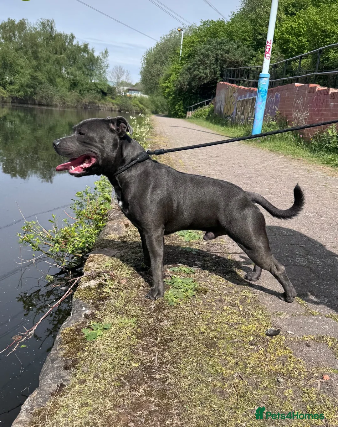 Staffordshire Bull Terrier dogs for stud: Proven Stud Dog Blue Staffordshire Bull Terrier  - Advert 1